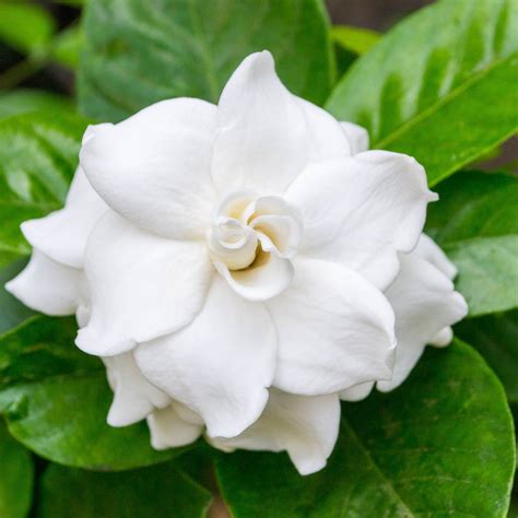 gardenia cold hardiness.